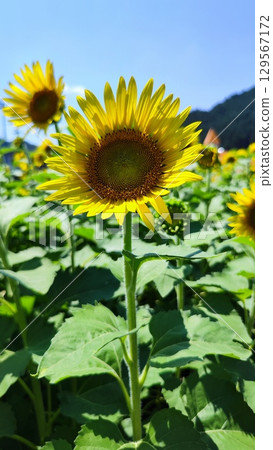 Flower fields embracing summer Flower fields embracing summer 129567172