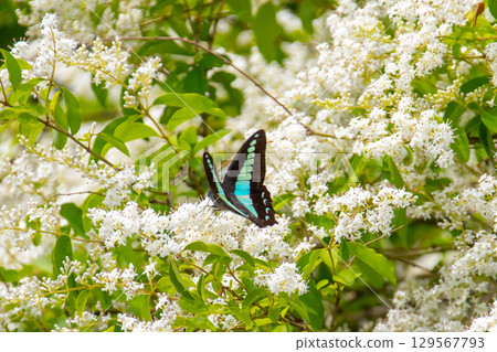 A blue swallowtail butterfly resting on the flowers of a privet tree at Tetsugakudo Park in Matsugaoka, Nakano Ward, Tokyo A blue swallowtail butterfly resting on the flowers of a privet tree at Tetsugakudo Park in Matsugaoka, Nakano Ward, Tokyo 129567793