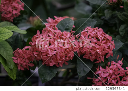 紅花桑坦卡(紅花桑坦卡) 紅花桑坦卡(紅花桑坦卡) 129567841