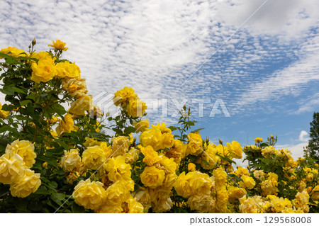A rose garden in full bloom under the blue sky at Ina Town Establishment Memorial Park in Ina Town, Kitaadachi County, Saitama Prefecture 129568008
