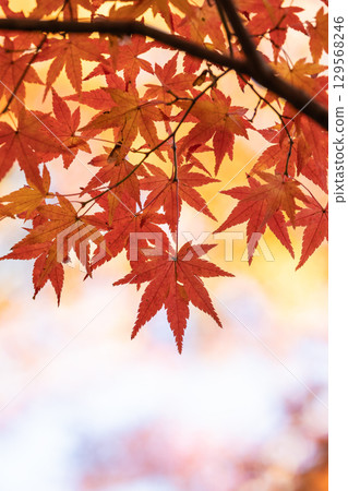 Autumn leaves of National Musashi Hills Forest Park 129568246