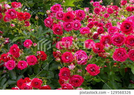 Close-up of the rose variety "Take no Yume" in the rose garden at Ina Town Establishment Memorial Park, Koharinaijuku, Ina Town, Kitaadachi County, Saitama Prefecture 129568326