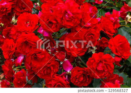 Close-up of red roses in the rose garden at Ina Town Establishment Memorial Park, Koharinaijuku, Ina Town, Kitaadachi District, Saitama Prefecture Close-up of red roses in the rose garden at Ina Town Establishment Memorial Park, Koharinaijuku, Ina Town, Kitaadachi District, Saitama Prefecture 129568327