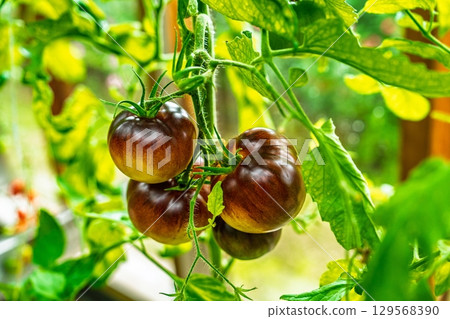 Indigo Rose Tomatoes on the Vine A Study in Color and Freshness for Culinary Delights 129568390