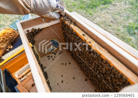 Beekeeper Inspecting Honeycomb Frames in Beehive. Apiculture and Honey Production. 129568401