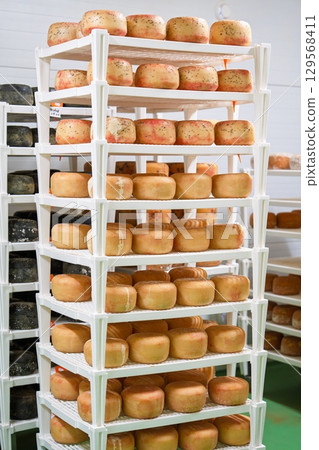 Artisanal Cheese Wheels Maturing on Shelves in a Cheese Factory, Dairy Production Process Artisanal Cheese Wheels Maturing on Shelves in a Cheese Factory, Dairy Production Process 129568411
