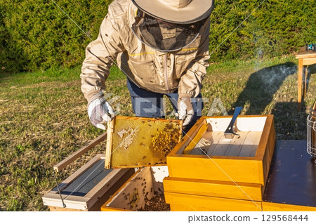 Beekeeper Inspecting Honeycomb Frame for Bee Health and Honey Production in Apiary Beekeeper Inspecting Honeycomb Frame for Bee Health and Honey Production in Apiary 129568444