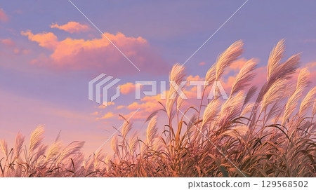 黃昏時分閃閃發光的芒草和秋雲 129568502