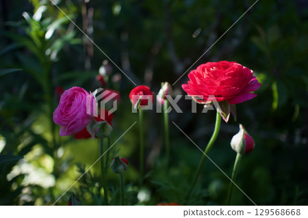 毛茛的花語是「明亮的魅力」。紅色也意味著「你充滿魅力」。 129568668