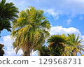 Palm tree 129568731