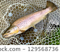 Brown trout 129568736