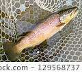 Brown trout 129568737