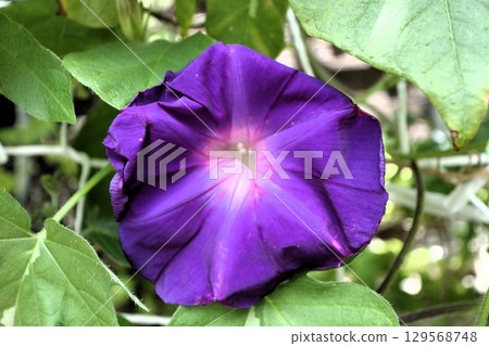 夏日庭園花卉「牽牛花」牽牛花：花壇花 129568748