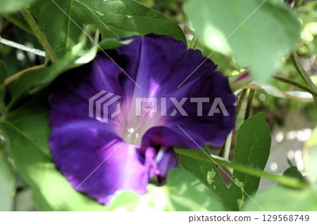 Summer garden flower "Morning glory" Morning glory: flower bed flower Summer garden flower "Morning glory" Morning glory: flower bed flower 129568749