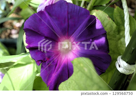 Summer garden flower "Morning glory" Morning glory: flower bed flower Summer garden flower "Morning glory" Morning glory: flower bed flower 129568750