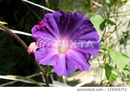 Summer garden flower "Morning glory" Morning glory: flower bed flower 129568752