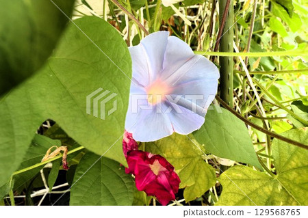 夏日庭園花卉「牽牛花」牽牛花：花壇花 129568765
