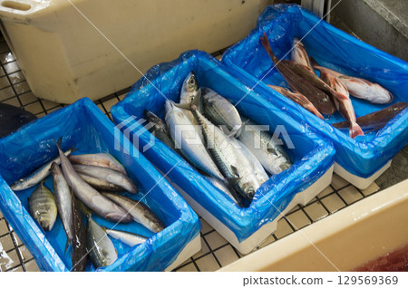 Fresh fish store 129569369