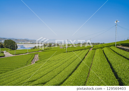 島田市仲條影秋像公園週邊的茶園風景（靜岡縣） 129569403