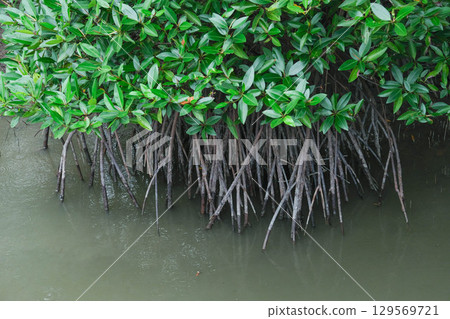 Lush mangrove roots emerging from dark water surface. 129569721