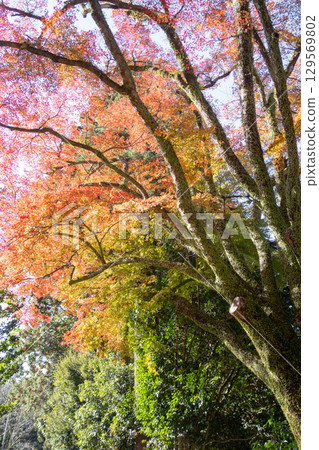 Colorful autumn leaves on vibrant trees at Engyoji mountain Shosha, Himeji, Japan 129569802