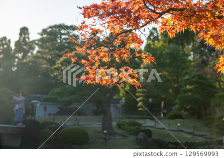 Vibrant autumn leaves in a serene garden setting at Kokoen Garden ,Himeji, Japan 129569993