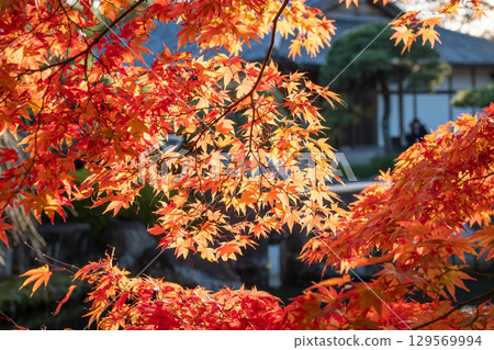 Vibrant autumn leaves in sunlight at Kokoen Garden ,Himeji, Japan Vibrant autumn leaves in sunlight at Kokoen Garden ,Himeji, Japan 129569994