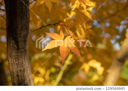 Golden autumn leaves on a tree branch at Kokoen Garden ,Himeji, Japan Golden autumn leaves on a tree branch at Kokoen Garden ,Himeji, Japan 129569995