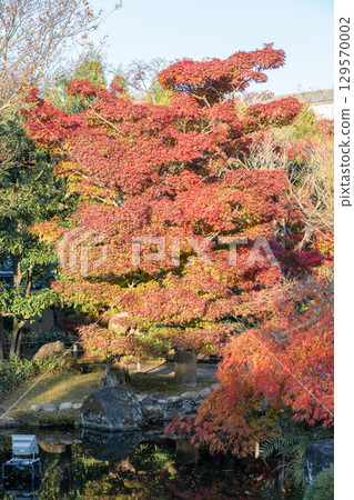 Vibrant autumn foliage by a water feature. at Kokoen Garden ,Himeji, Japan Vibrant autumn foliage by a water feature. at Kokoen Garden ,Himeji, Japan 129570002