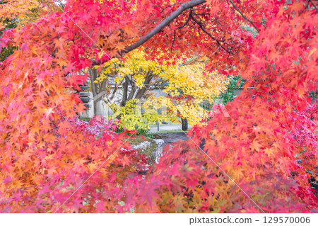 Vibrant autumn foliage in vivid colors at Kokoen Garden ,Himeji, Japan Vibrant autumn foliage in vivid colors at Kokoen Garden ,Himeji, Japan 129570006