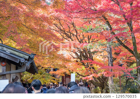 Autumn foliage with vibrant red and orange leaves at Arashiyama, Japan 129570035