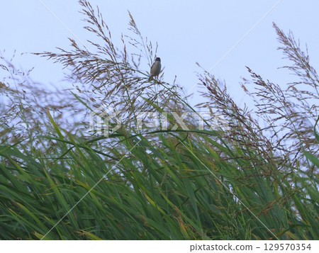 A warbler singing on the Arakawa riverbank in early summer 129570354