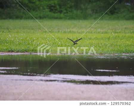Swallows flying over the Arakawa riverbed in summer 129570362