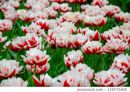 Tulip fields at the Flower Dome in Gardens by the Bay, Marina Bay, central Singapore Tulip fields at the Flower Dome in Gardens by the Bay, Marina Bay, central Singapore 129570408