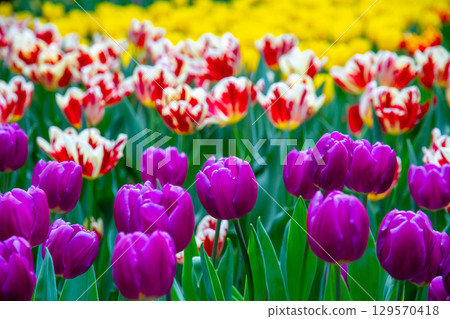 Tulip fields at the Flower Dome in Gardens by the Bay, Marina Bay, central Singapore 129570418