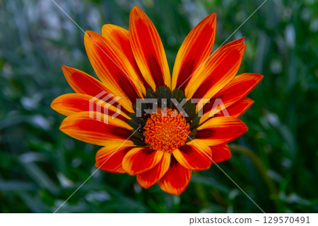 Republic of Singapore, Gardens by the Bay, Marina Bay, central Singapore, chrysanthemums at the Flower Dome Republic of Singapore, Gardens by the Bay, Marina Bay, central Singapore, chrysanthemums at the Flower Dome 129570491