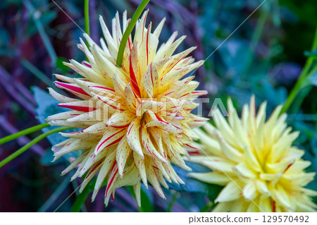 Dahlias at the Flower Dome in Gardens by the Bay, Marina Bay, central Singapore Dahlias at the Flower Dome in Gardens by the Bay, Marina Bay, central Singapore 129570492