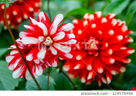 新加坡中部濱海灣花園花穹內的大麗花 新加坡中部濱海灣花園花穹內的大麗花 129570494