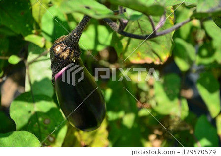 Eggplant in the field 129570579