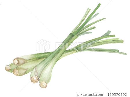 Lemongrass painted in watercolor Lemongrass painted in watercolor 129570592