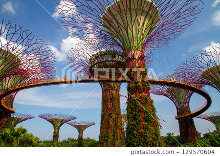 Gardens by the Bay Supertrees and Skyway in Marina Bay, central Singapore 129570604