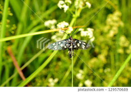 Common false variegated butterfly, a butterfly with black wings. 129570689