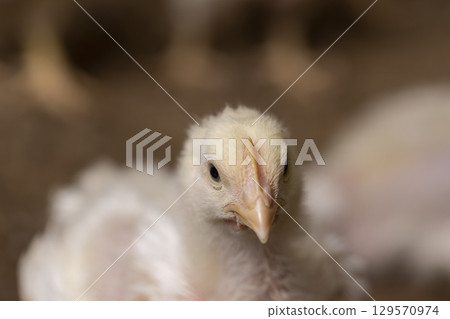 chickens are raised to produce meat products, Focus on the foreground chickens are raised to produce meat products, Focus on the foreground 129570974