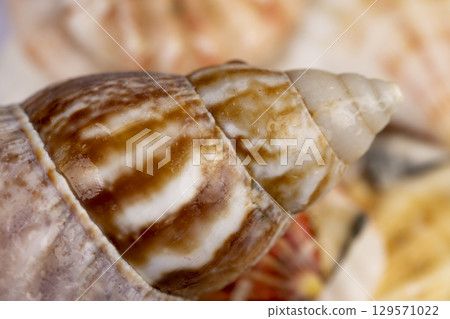 sea shells in a pile are used as souvenirs, seashells are in poor condition from improper storage sea shells in a pile are used as souvenirs, seashells are in poor condition from improper storage 129571022