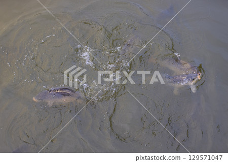 carp in the murky water of the lake floating , large carp swimming in the water in the dirty water 129571047