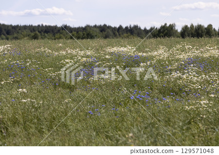 white daisies in a field with rapeseed , a large number of white daisies in the field that are used for bouquets and in folk medicine 129571048