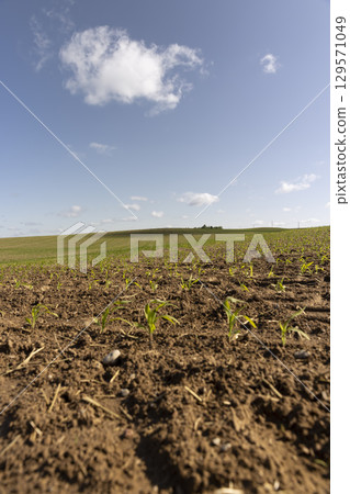 sprouts of sweet corn in the field in the spring season, agricultural activity corn farming sprouts of sweet corn in the field in the spring season, agricultural activity corn farming 129571049