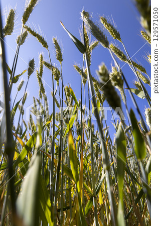 a field with wheat during ripening in the summer, a field with green wheat, close up a field with wheat during ripening in the summer, a field with green wheat, close up 129571050