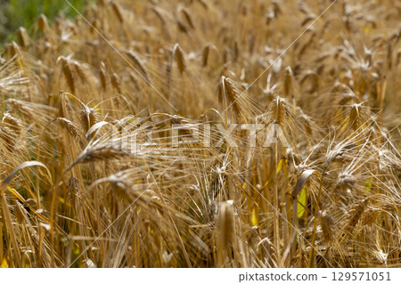 grain field with a harvest, yellow grain in sunny summer weather in the summer on the territory of the agricultural field grain field with a harvest, yellow grain in sunny summer weather in the summer on the territory of the agricultural field 129571051