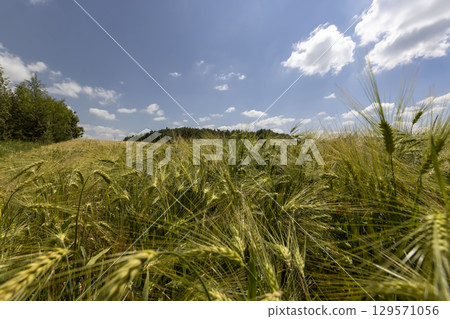 a rye field with ears with long tendrils in the summer season a rye field with ears with long tendrils in the summer season 129571056